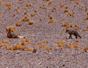 ojos del salado expedition