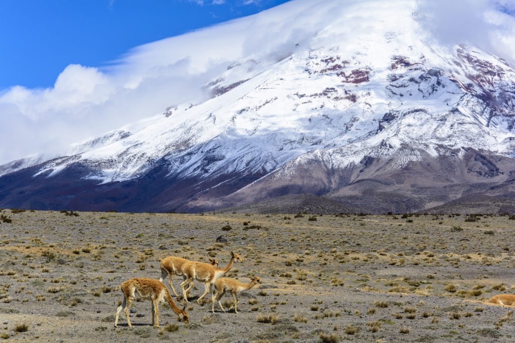 Chimborazo
