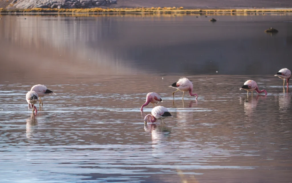ojos-del-salado-14-days-flamingos-laguna-santa-rosa