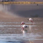 ojos-del-salado-14-days-flamingos-laguna-santa-rosa